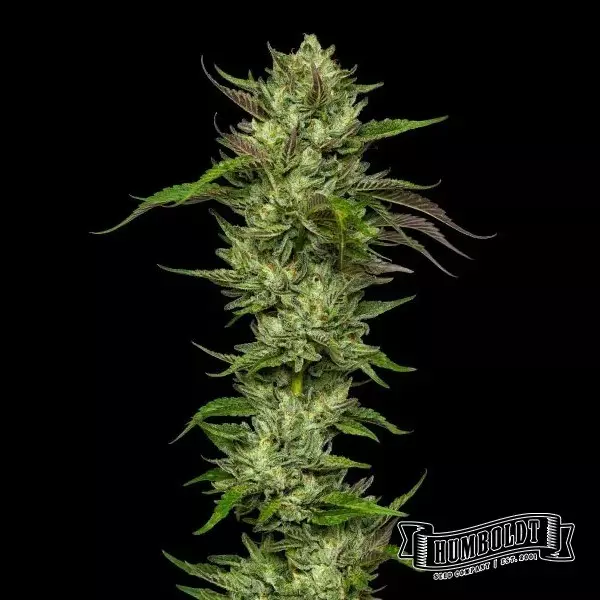 View Ligeiramente Stoopid Collie Man Kush Humboldt Seeds Company