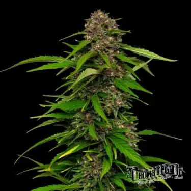 Squirt Humboldt Seeds Company
