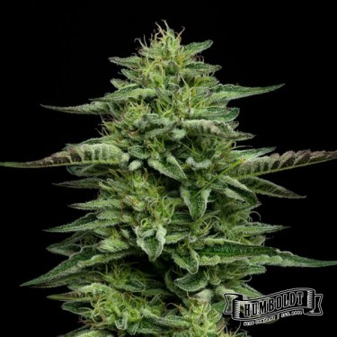 The Bling Humboldt Seeds Company