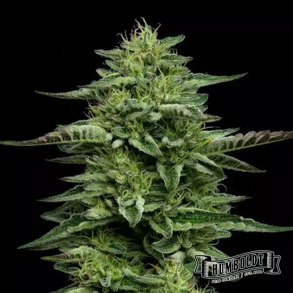 View The Bling Humboldt Seeds Company