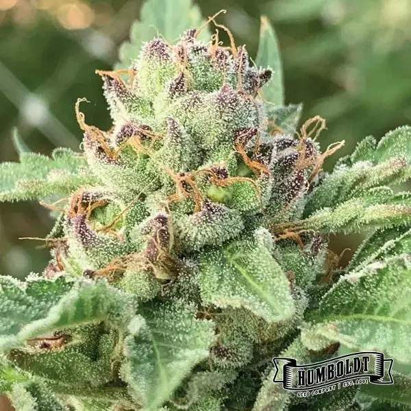 Apple Blossom Humboldt Sementes Empresa