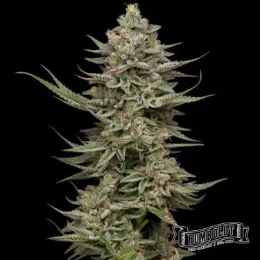 Família Jóias Humboldt Sementes Empresa