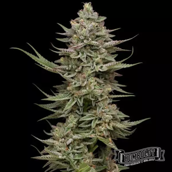 View Family Jewels Humboldt Seeds Company