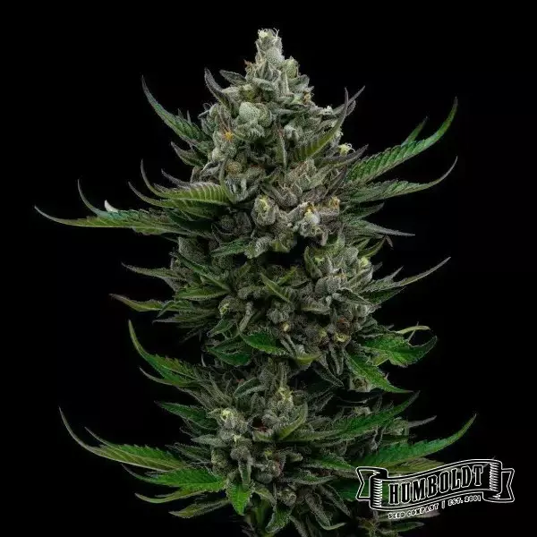 View All Gas OG Humboldt Seeds Company