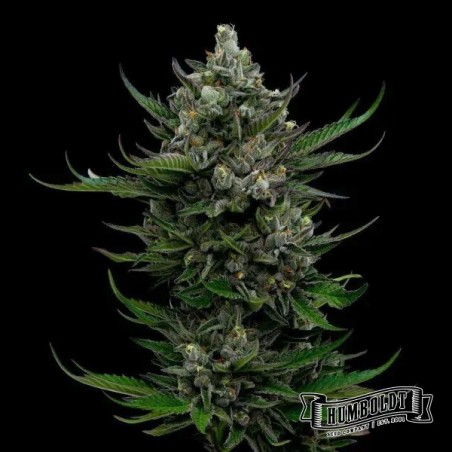 All Gas OG Auto de Humboldt Seed  - GB The Green Brand