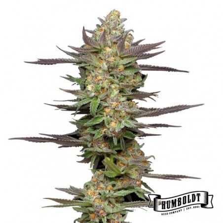 Mint Jelly Auto de Humboldt Seed - GB The Green Brand