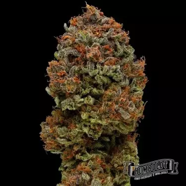 Blueberry Muffin Humboldt Sementes Empresa