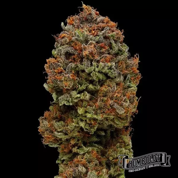 Blueberry Muffin Humboldt Sementes Empresa