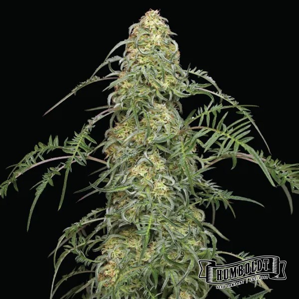 Plante de cannabis Freakshow