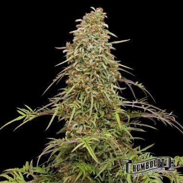 SupaFreak Plante de cannabis