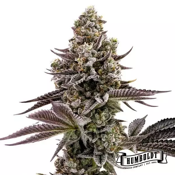 View Blueberry Cupcake Humboldt Seeds Company