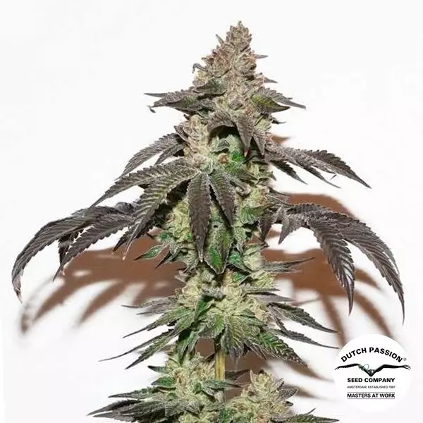 View Krash de Kerosene