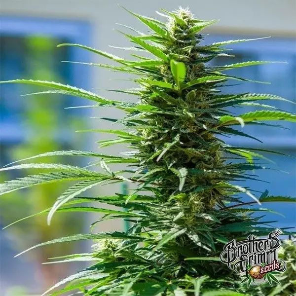 View Roseta Pedra XX