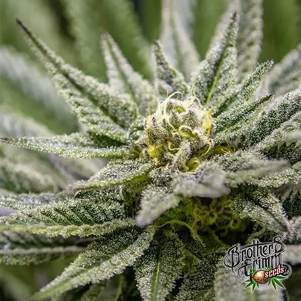 Killer Queen Regular