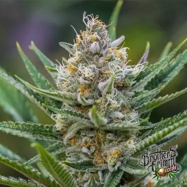 Rainha da Alma Regular