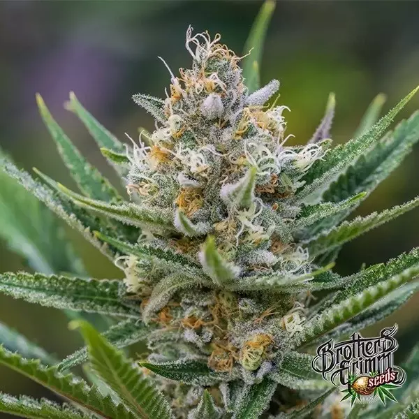 View Rainha da Alma Regular