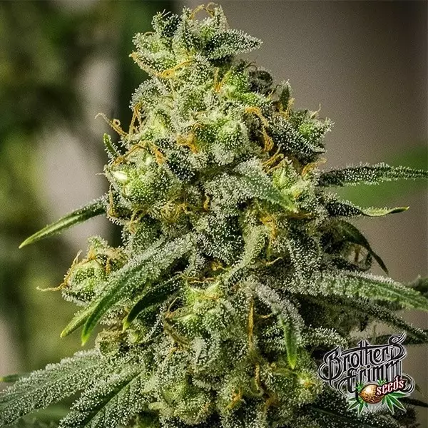 View Rosetta Stone Regular