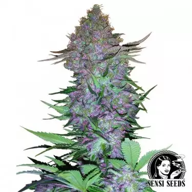 Roxo Skunk Auto