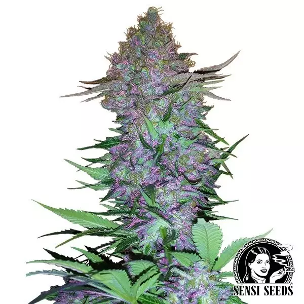 View Roxo Skunk Auto