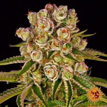 Plante de cannabis Kush Mintz