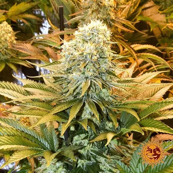 View Banana Punch Barney's Farm