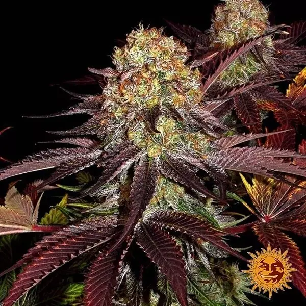 View Bolo Runtz x camada