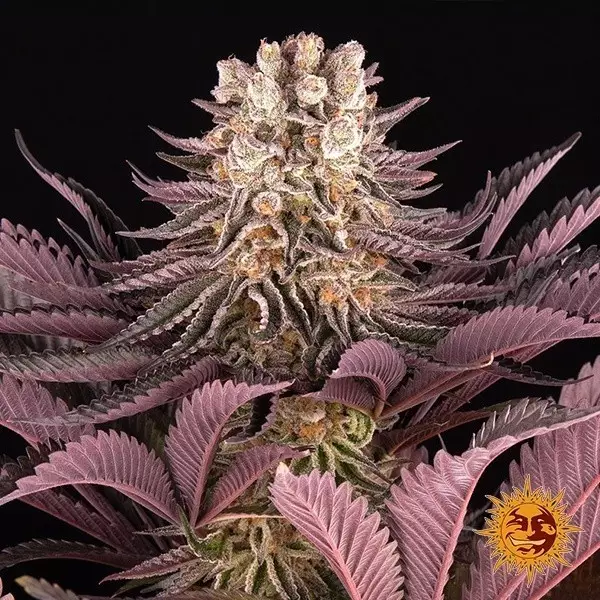 View Mimosa x Orange Punch Barney's Farm