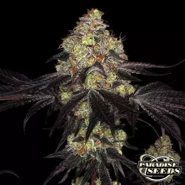 Sunset Paradise Paradise Seeds