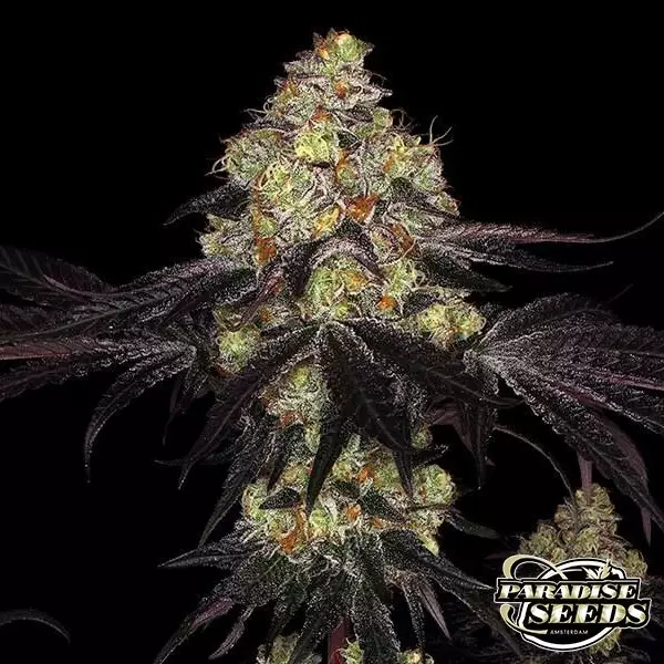 View Sunset Paradise Paradise Seeds