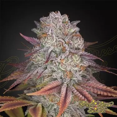 Sementes de casa verde de fricção de polpa