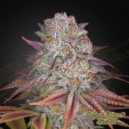 Pulp Friction Green House Seeds