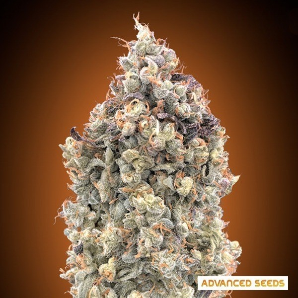 View Auto Watermelon OG