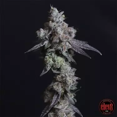 Lady Kush seeds by Elev8 Seeds - GB The Green Brand