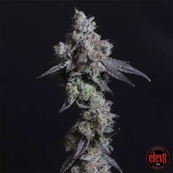 View Lady Kush seeds by Elev8 Seeds - GB The Green Brand