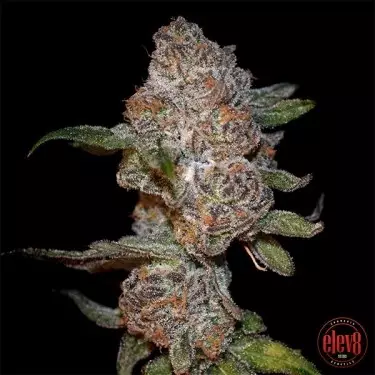 Punch Drunk Ape by Elev8 Seeds - GB The Green Brand