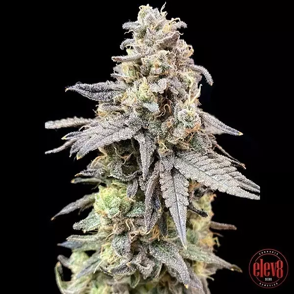 View Slow’n Sweet elev8 seeds