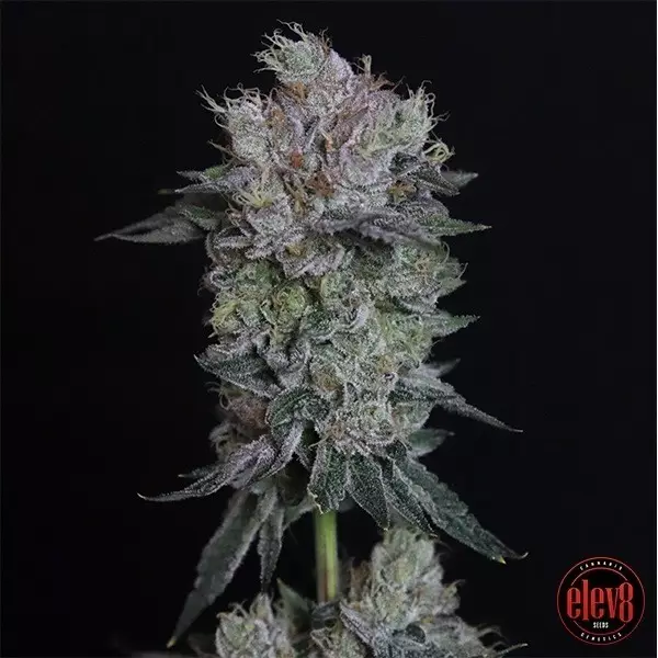 View Tiki Tom elev8 seeds