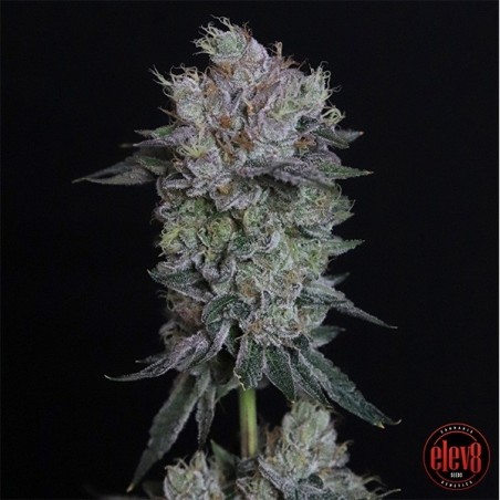 Tiki Tom elev8 seeds