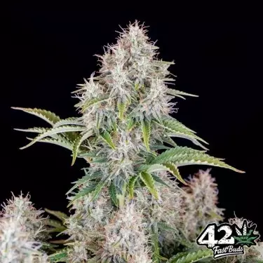 Cinderella Auto Fast Buds Auto