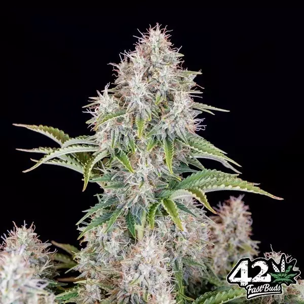 View Cinderella Auto Fast Buds Auto