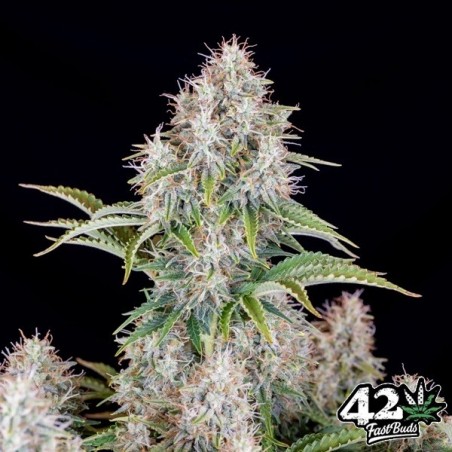 Cinderella Auto Fast Buds Auto