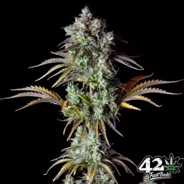 Big Bud Auto Fast Buds