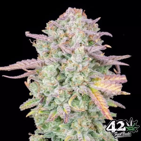 View Trainwreck Auto