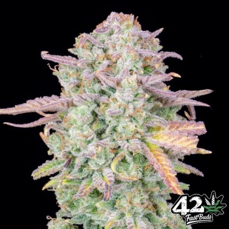 Trainwreck Auto Fast Buds Auto