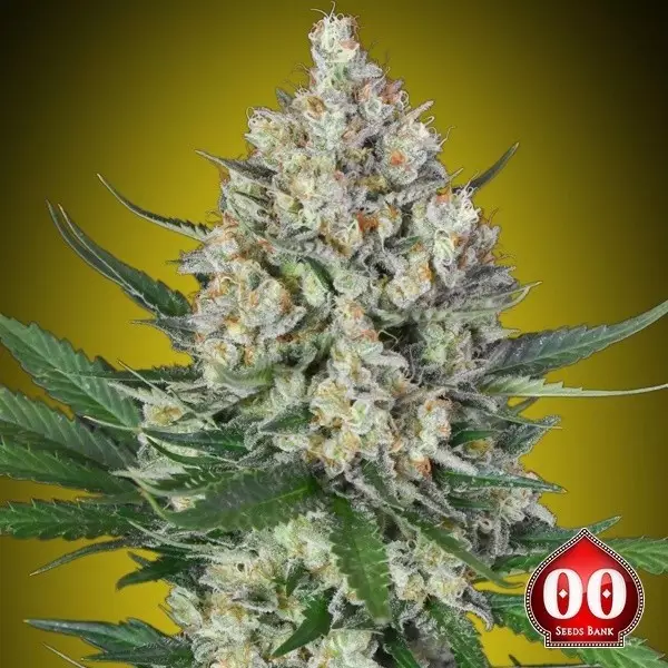 View Lemon OG 00 Seeds