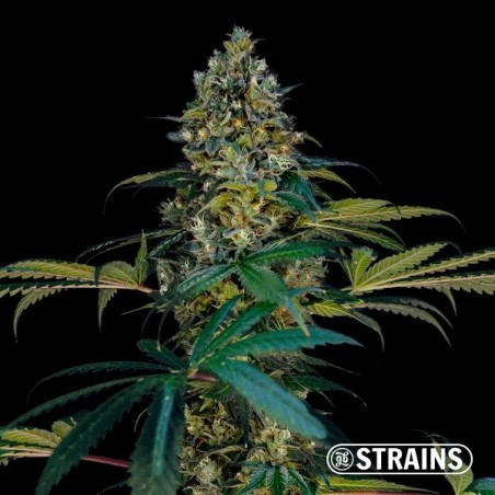 Miracle Alien Cookies Ultra Fast