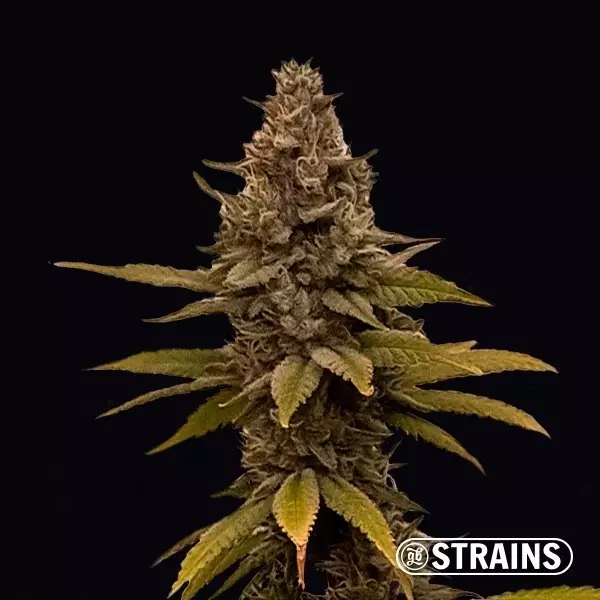 View MAC&RENA Sorbet