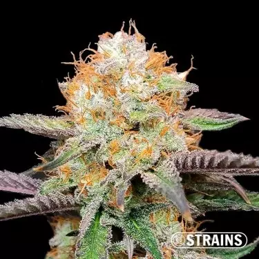 Candy Rainz by GB Strains - GB The Green Brand