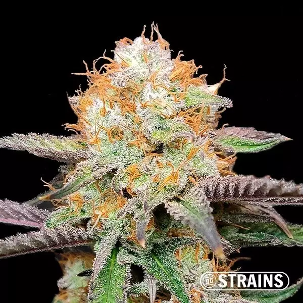 View Candy Rainz by GB Strains - GB The Green Brand
