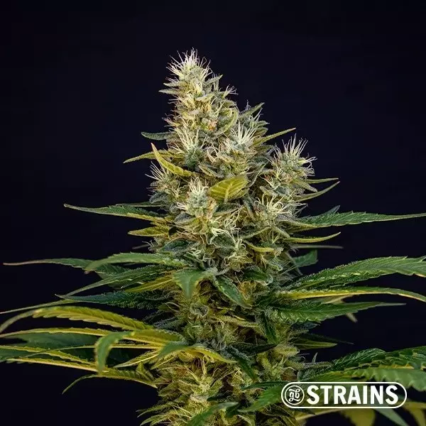 View White Mil-k Limited Edition by GB Strains - GB The Green Brand